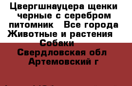 Цвергшнауцера щенки черные с серебром питомник - Все города Животные и растения » Собаки   . Свердловская обл.,Артемовский г.